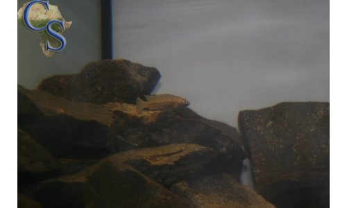 Neolamprologus nigriventris